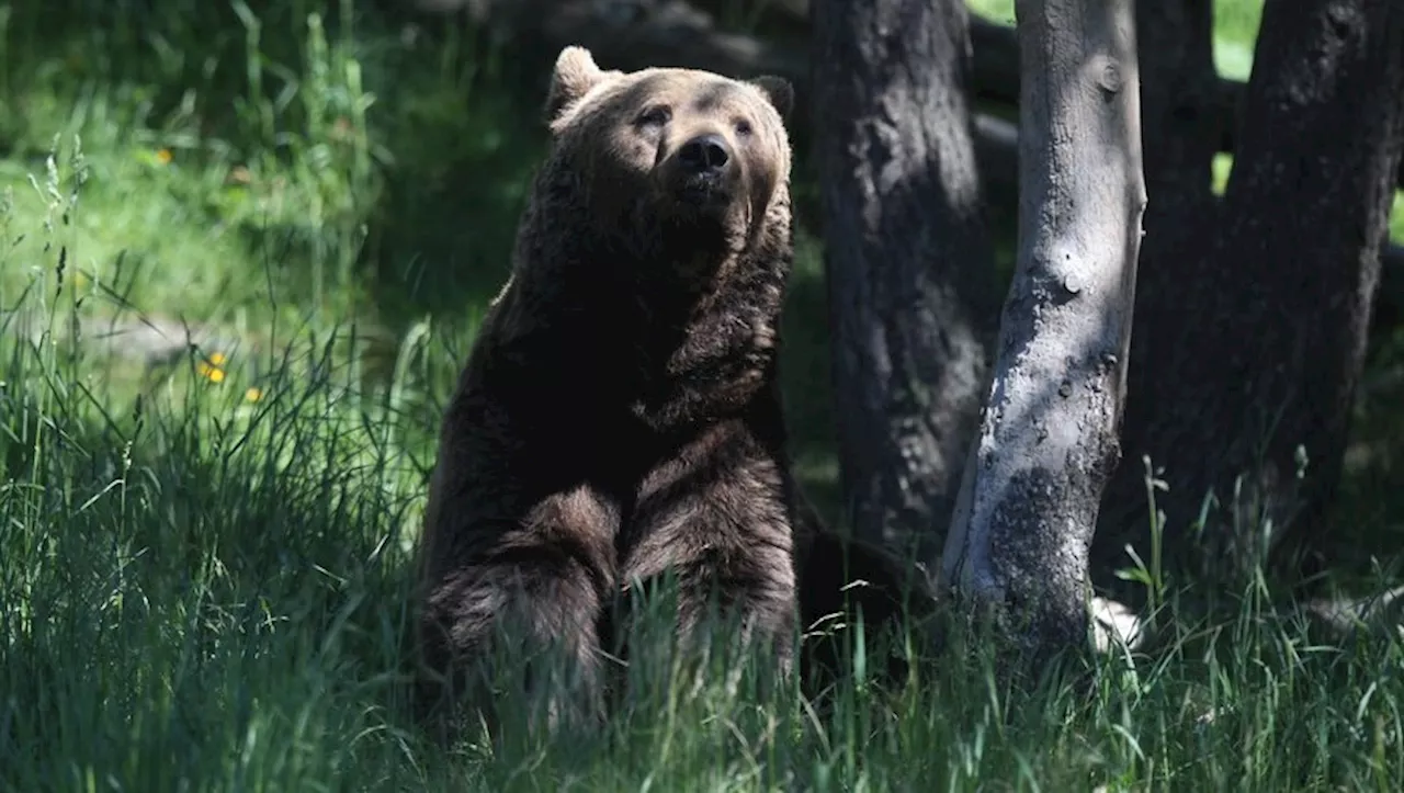 Un ours brun abat quatre personnes dans une ville du Japon