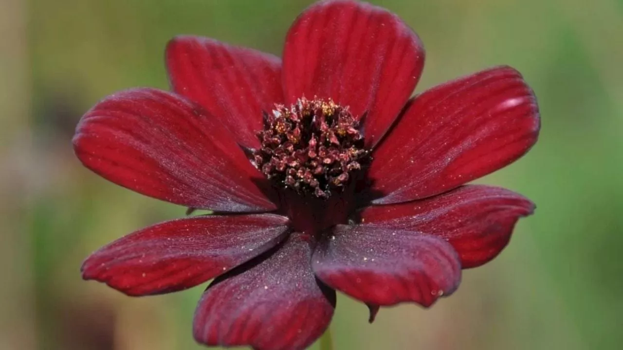 Rescatan flor Cosmos Chocolate endémica de Hidalgo, la creían extinta I Fotos