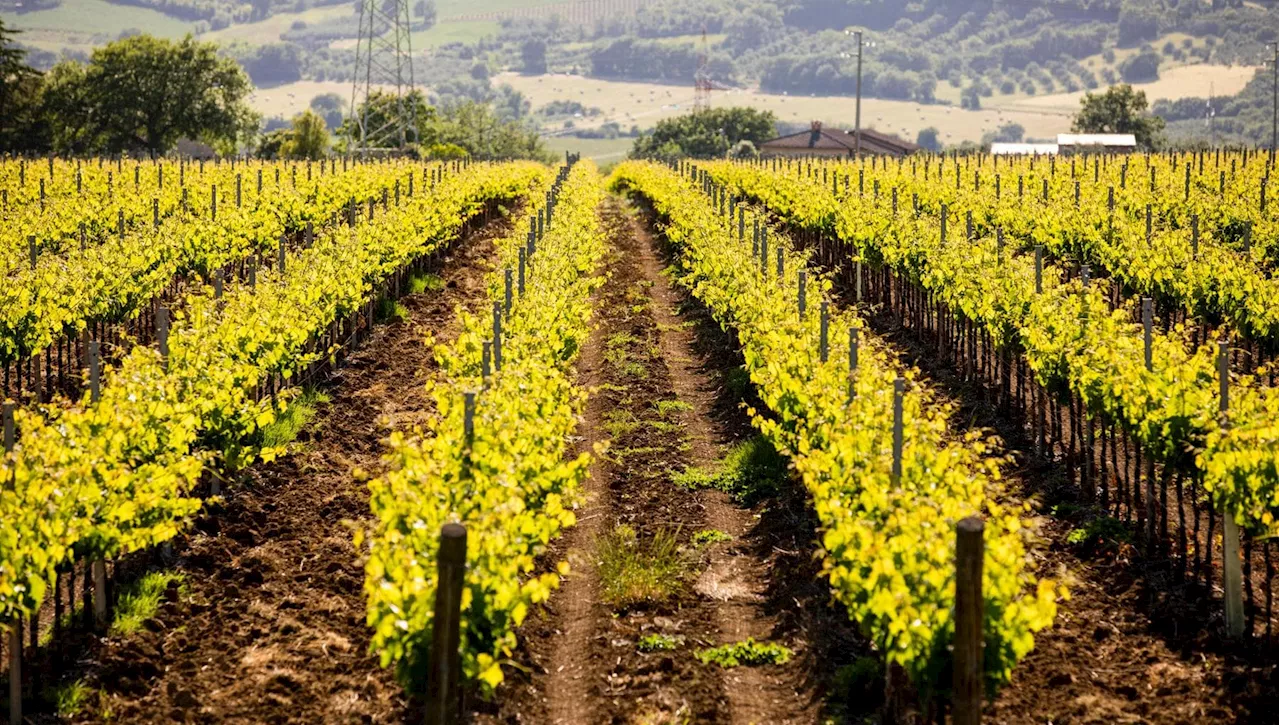 La Storia di Falesco e l'Eredità Cotarella nel Mondo del Vino