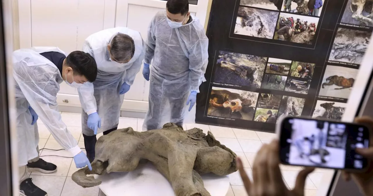 Exceptionally Preserved 50,000-Year-Old Baby Mammoth Unveiled in Siberia