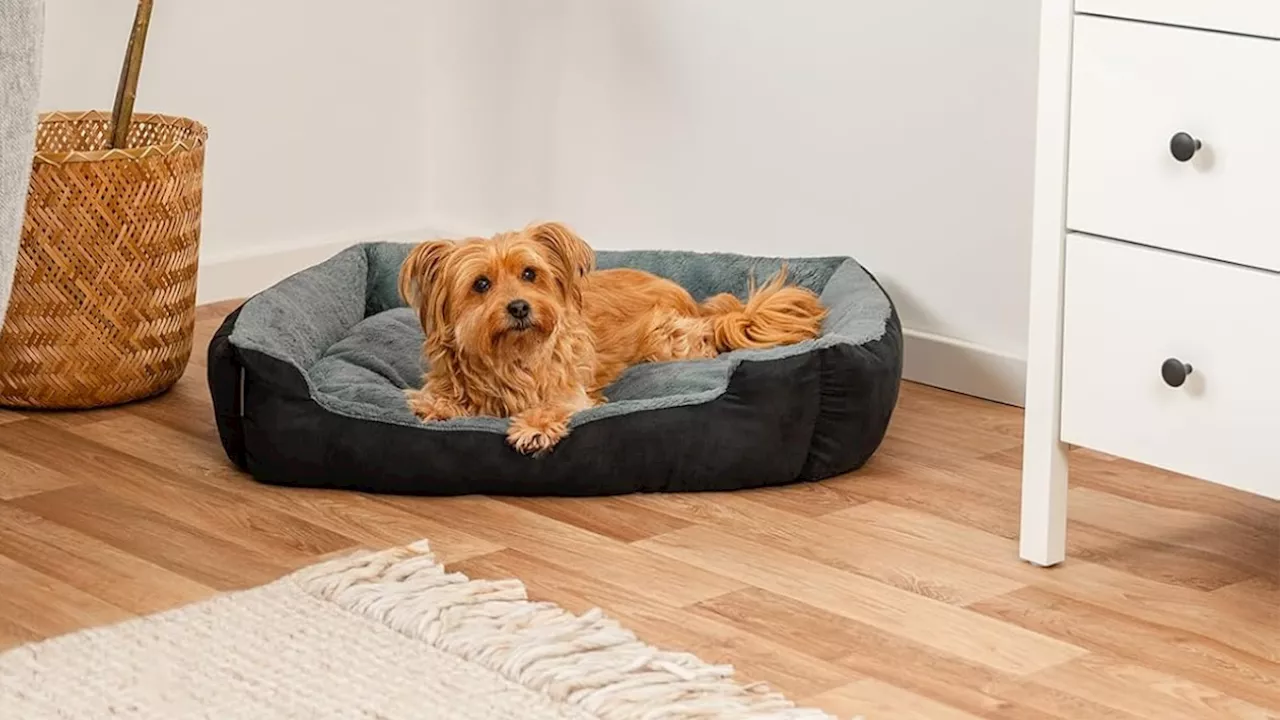 Gâtez votre animal de compagnie avec ce lit pour chien à prix avantageux sur Amazon