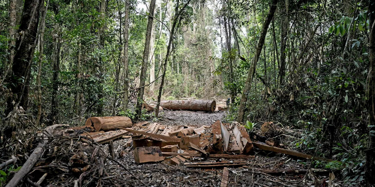 Une nouvelle tribu amazonienne découverte au Brésil