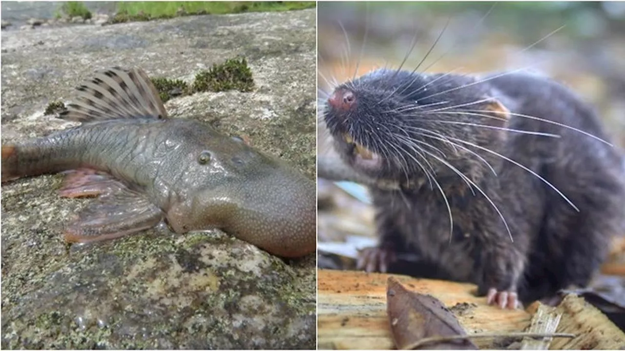 27 Spesies Baru Ditemukan di Hutan Hujan Peru, Ada Ikan Kepala Gumpal dan Tikus Amfibi