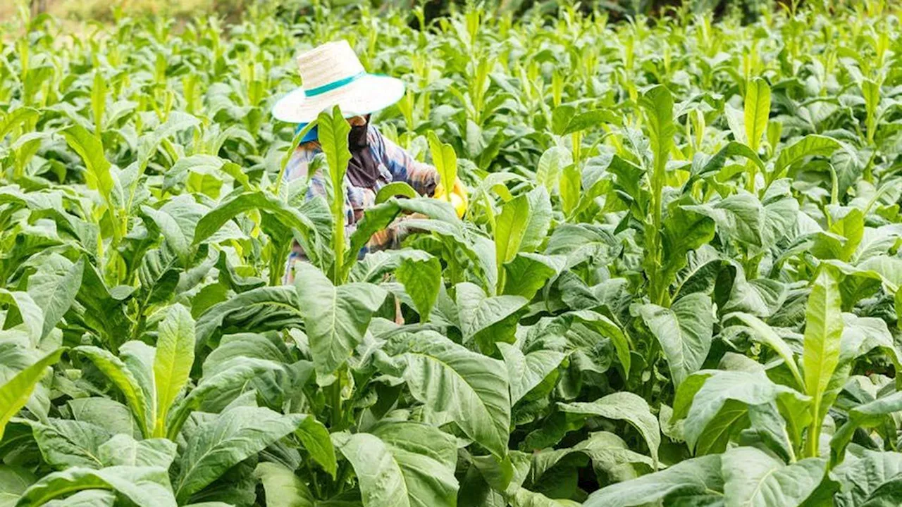 Kemitraan Sampoerna Bantu Petani Tembakau di Rembang