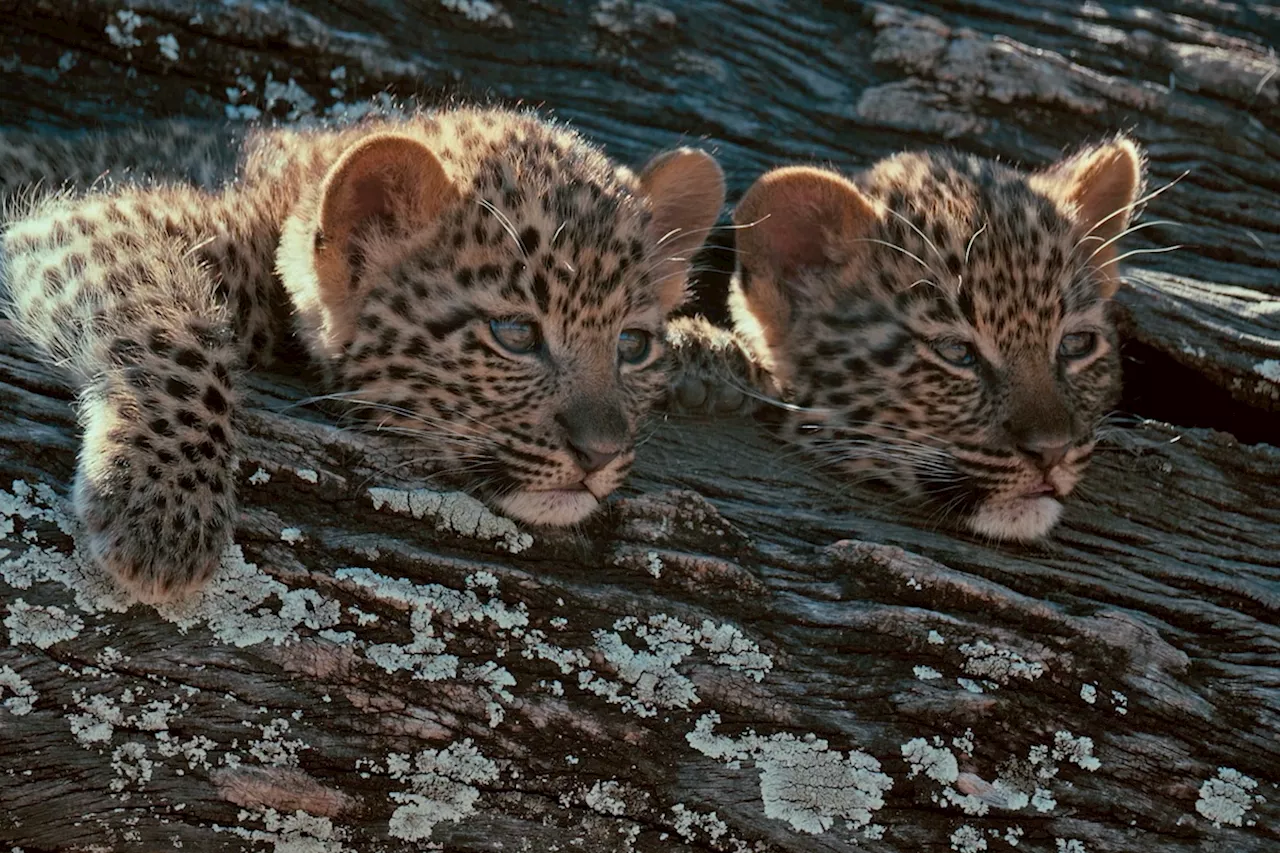 Un Drame Animalier à Mashatu