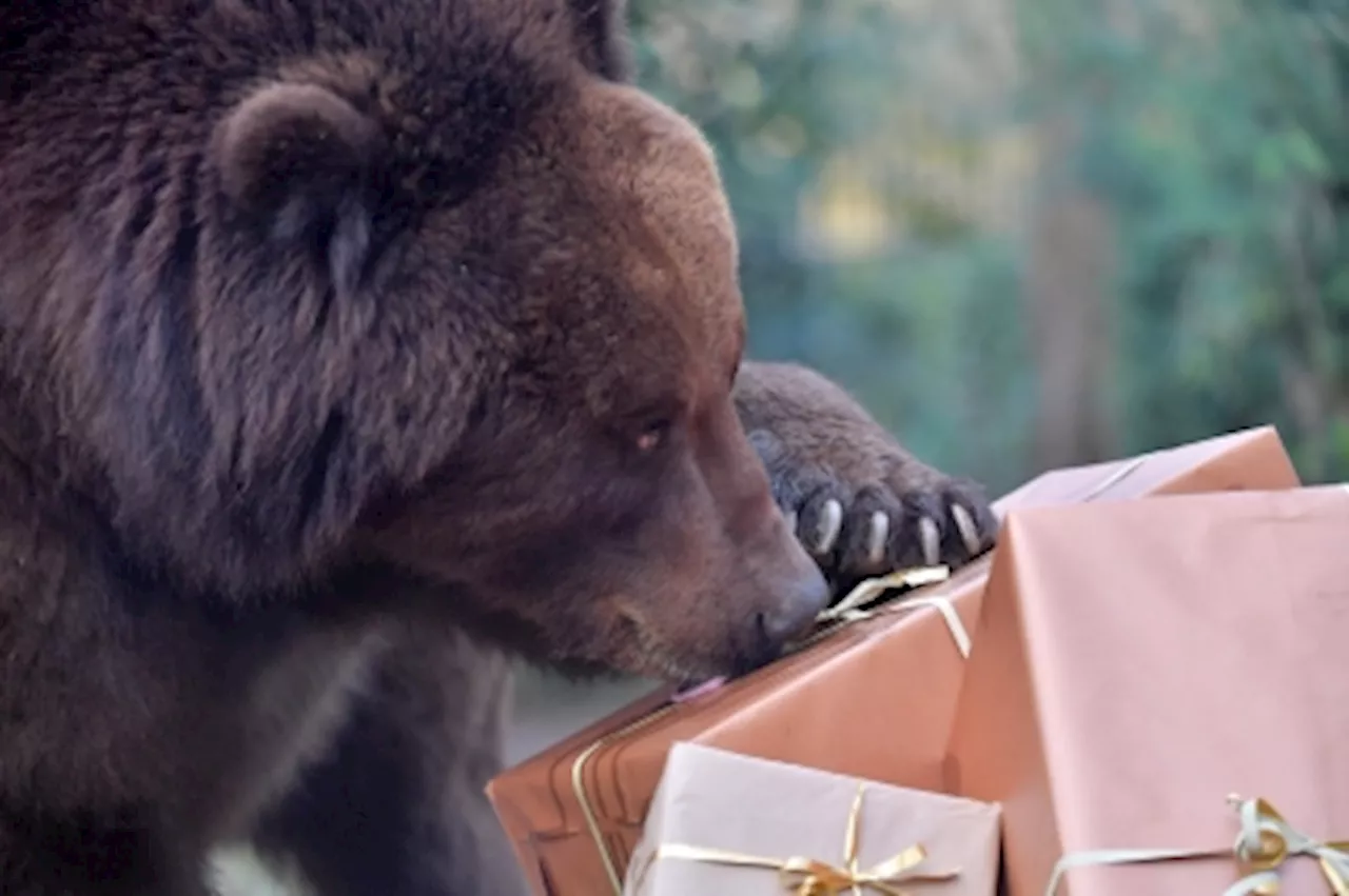 Bear Found Snuggling Under Japanese Man's Heating Table