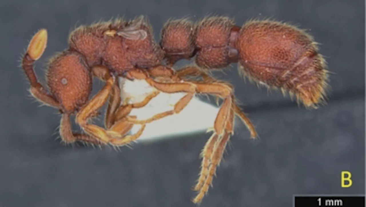 New Ant Species Discovered in Sabah, Named After Universiti Malaysia Sabah Lecturer