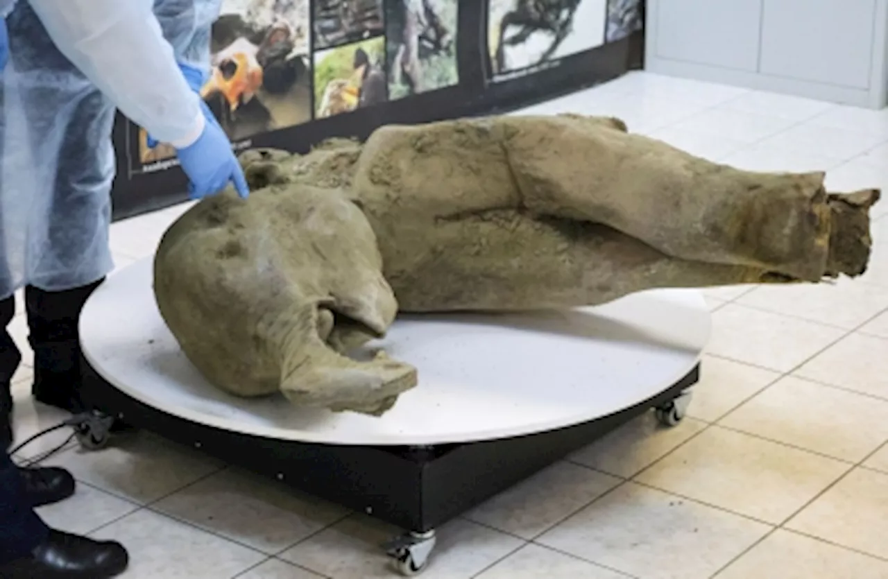 Remarkably Preserved Juvenile Mammoth Found in Siberian Permafrost