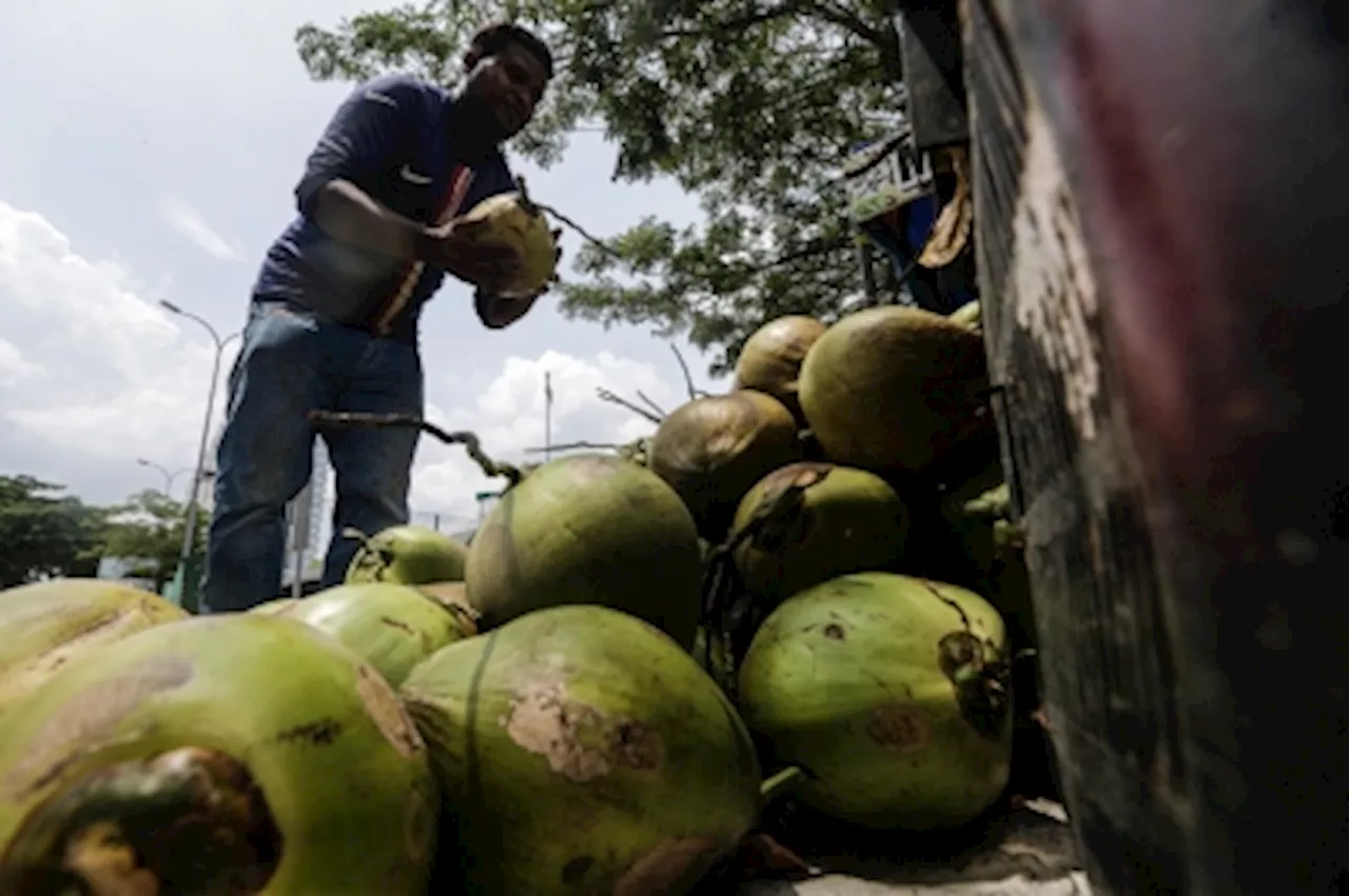 Report: Coconut prices hit RM3.20 each, coconut milk now RM16 per kilo in Kelantan