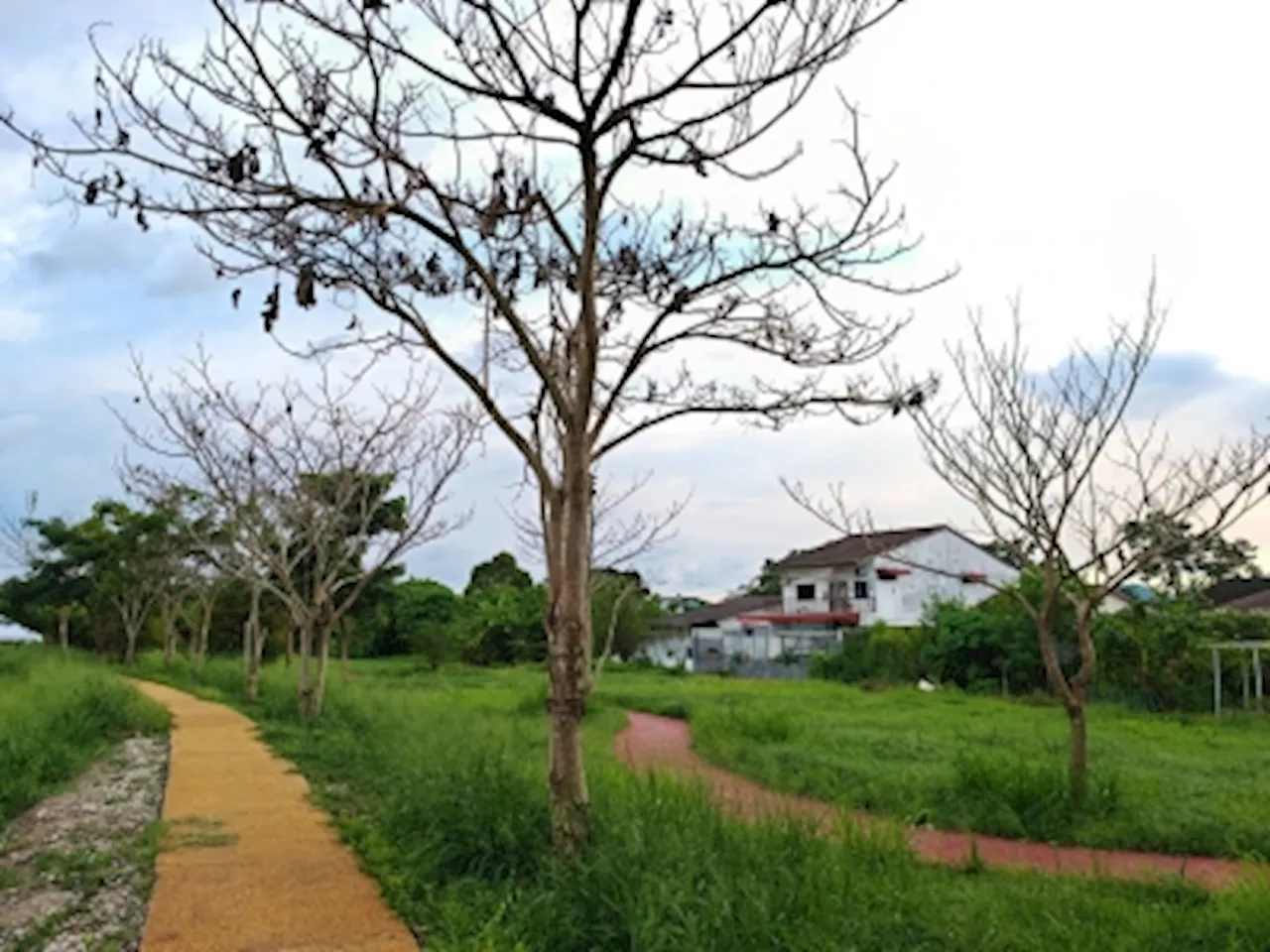 Seberang Perai park struck by suspected tree poisoning, city council faces RM100,000 loss