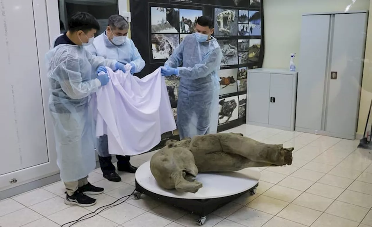 Ilmuwan Rusia Temukan Bangkai Bayi Mammoth Berusia 50.000 Tahun di Siberia