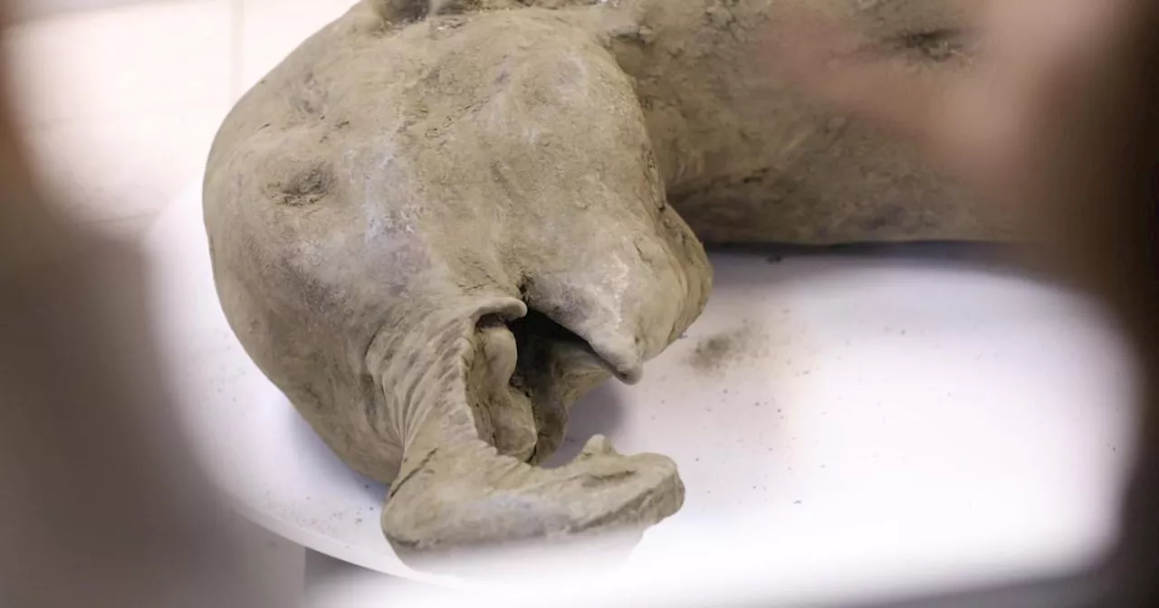 50,000-Year-Old Baby Mammoth Found in Siberian Crater