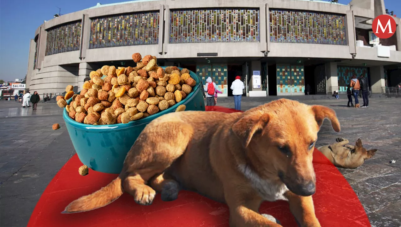 ¡Buscan hogar! Ofrecen croquetas gratis a quien adopte perritos peregrinos en la GAM