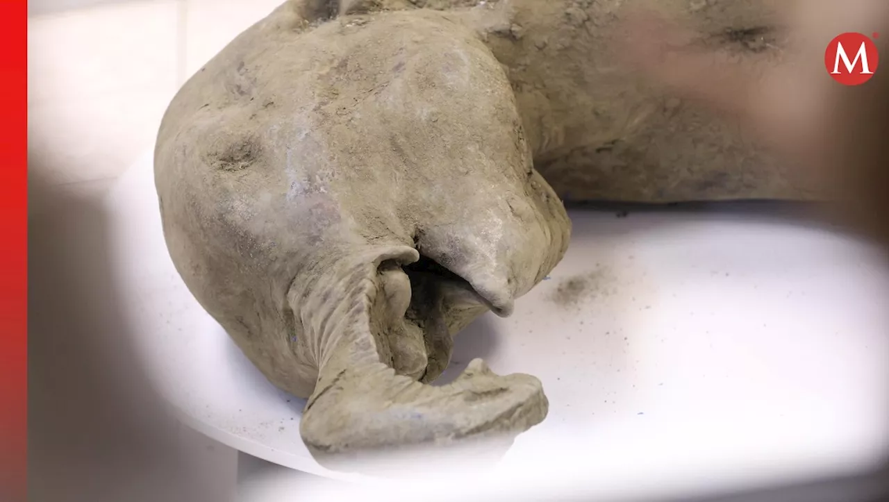 Restos de cría de mamut de 50,000 años encontrados en Rusia