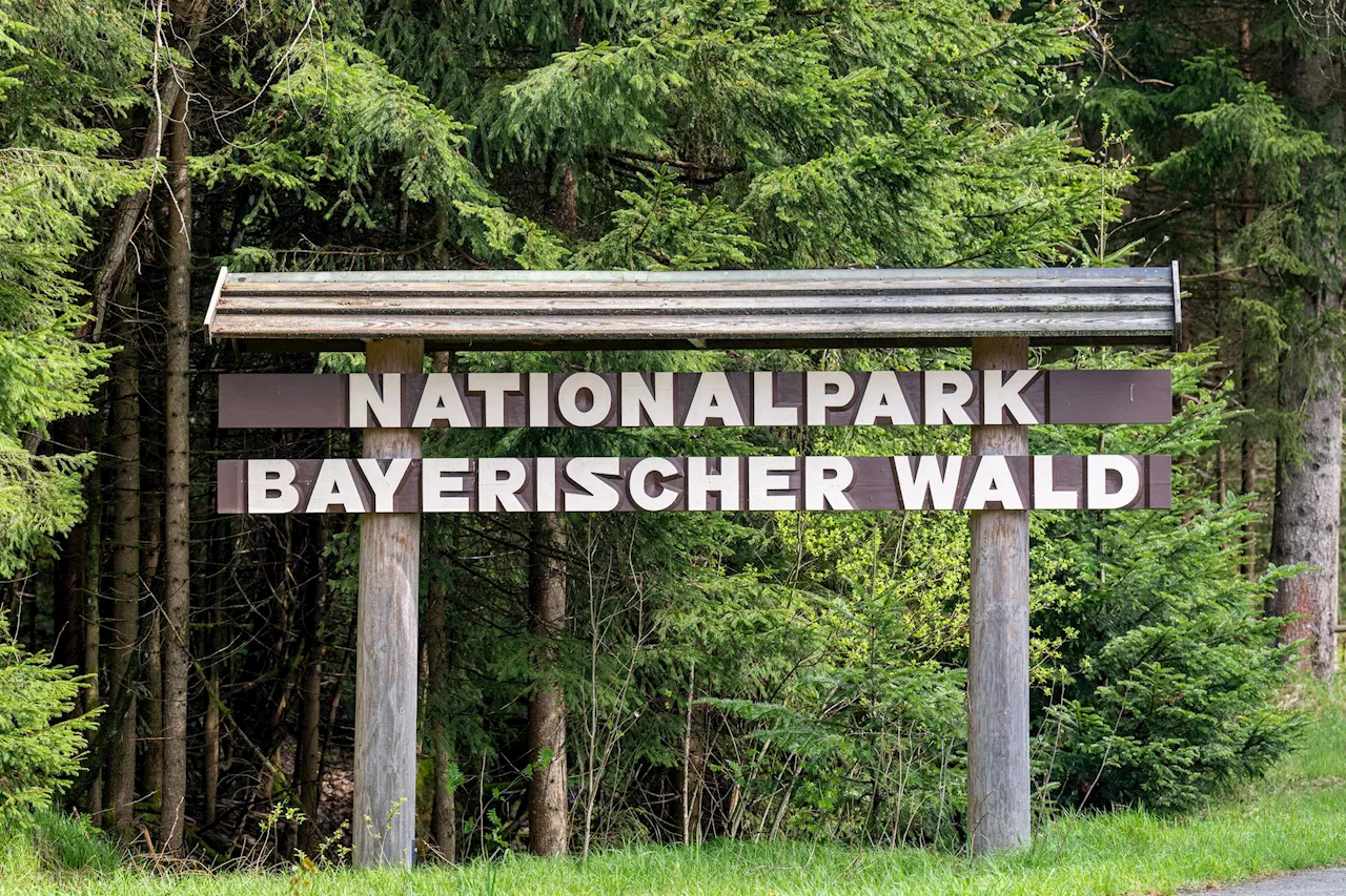 Keine Silvesterböller im Nationalpark Bayerischer Wald