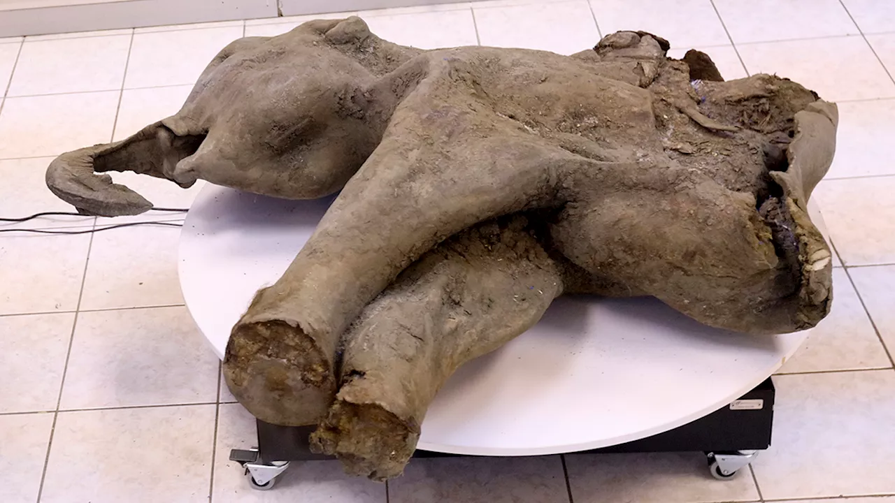 Remarkable 50,000-Year-Old Baby Mammoth Found in Siberia