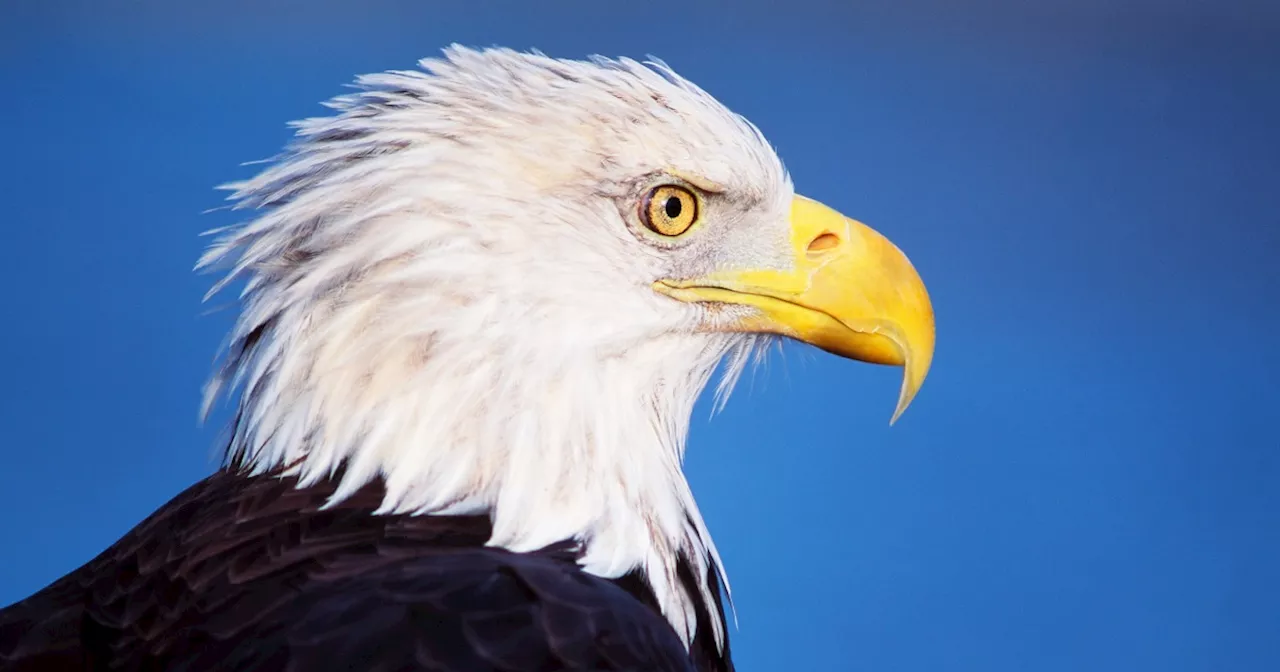 Bald Eagle Becomes Official U.S. National Bird