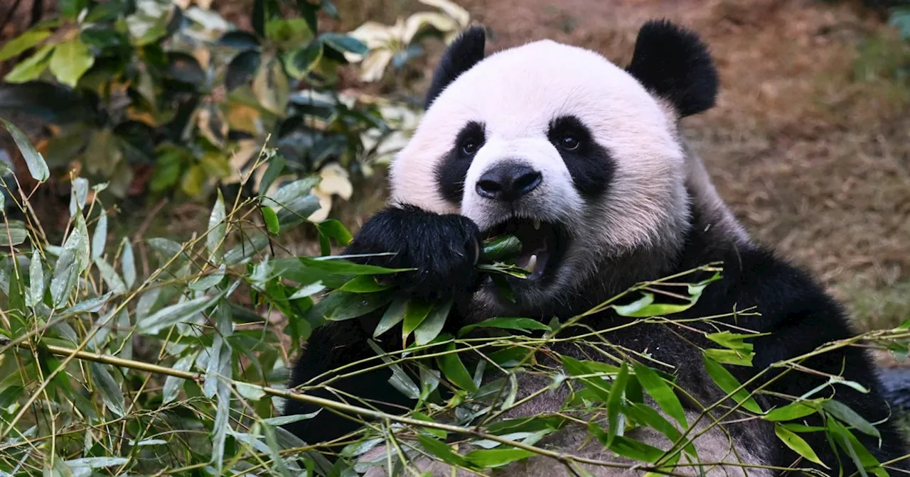 Hong Kong Hopes Panda Craze Will Boost Tourism