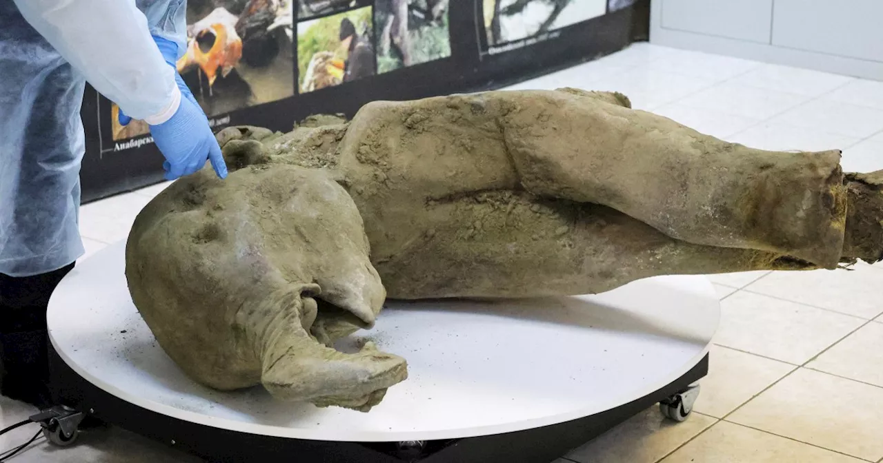 Perfectly Preserved Baby Mammoth Unearthed in Siberia