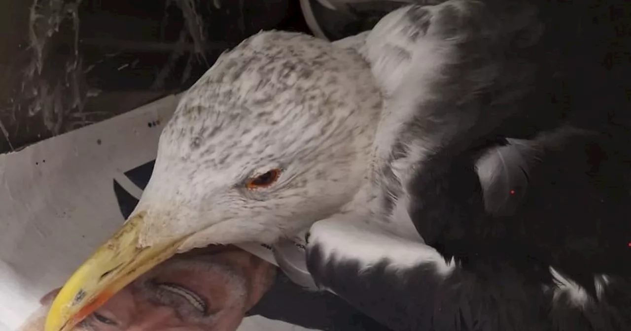 Shot Great Black-backed Gull Found Near Metheringham Quarry