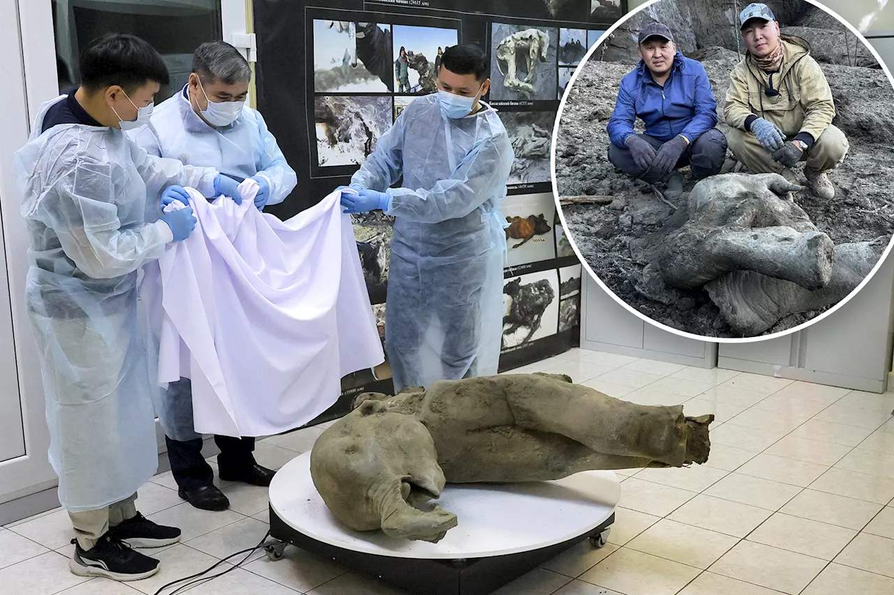 50,000-year-old baby mammoth discovered in 'exceptional' find: 'Remarkably well preserved'