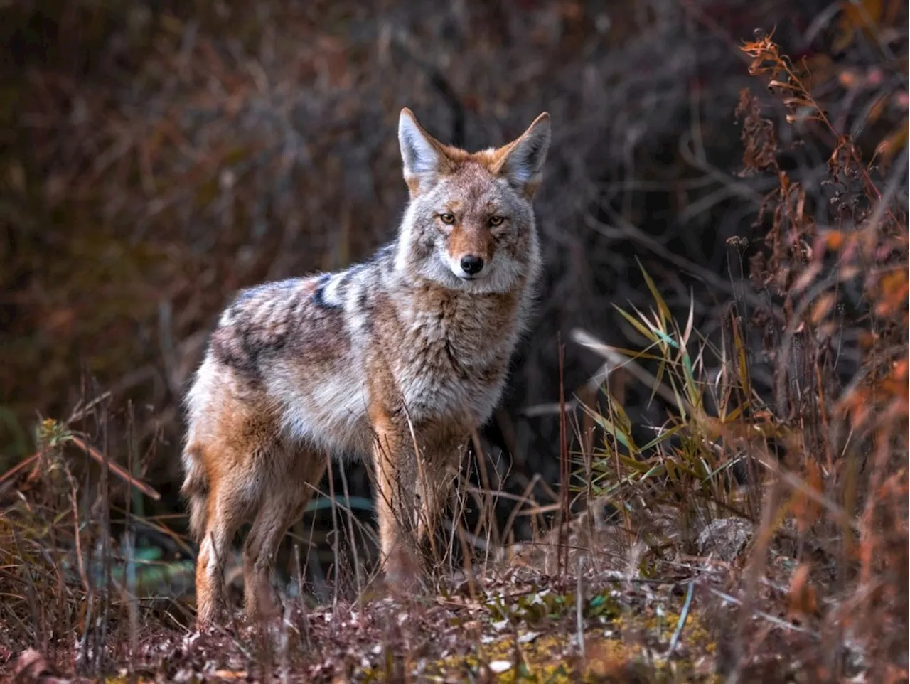 Pandemic Impacts Animal Behavior, Viral Infections Linked to Neurodegeneration, Wildfire Smoke Affects Lakes