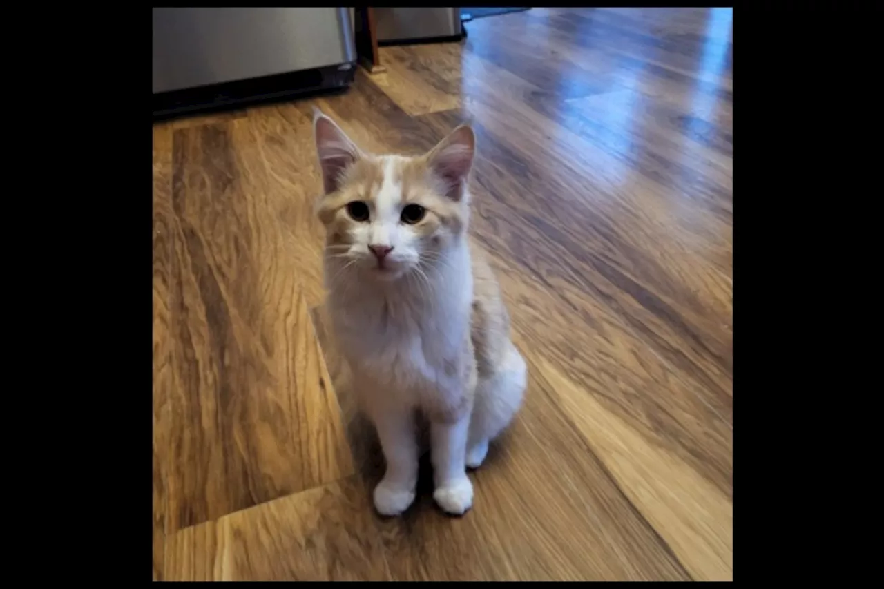 Charlie, a Friendly 5-Month-Old Kitten, Seeks a Loving Home