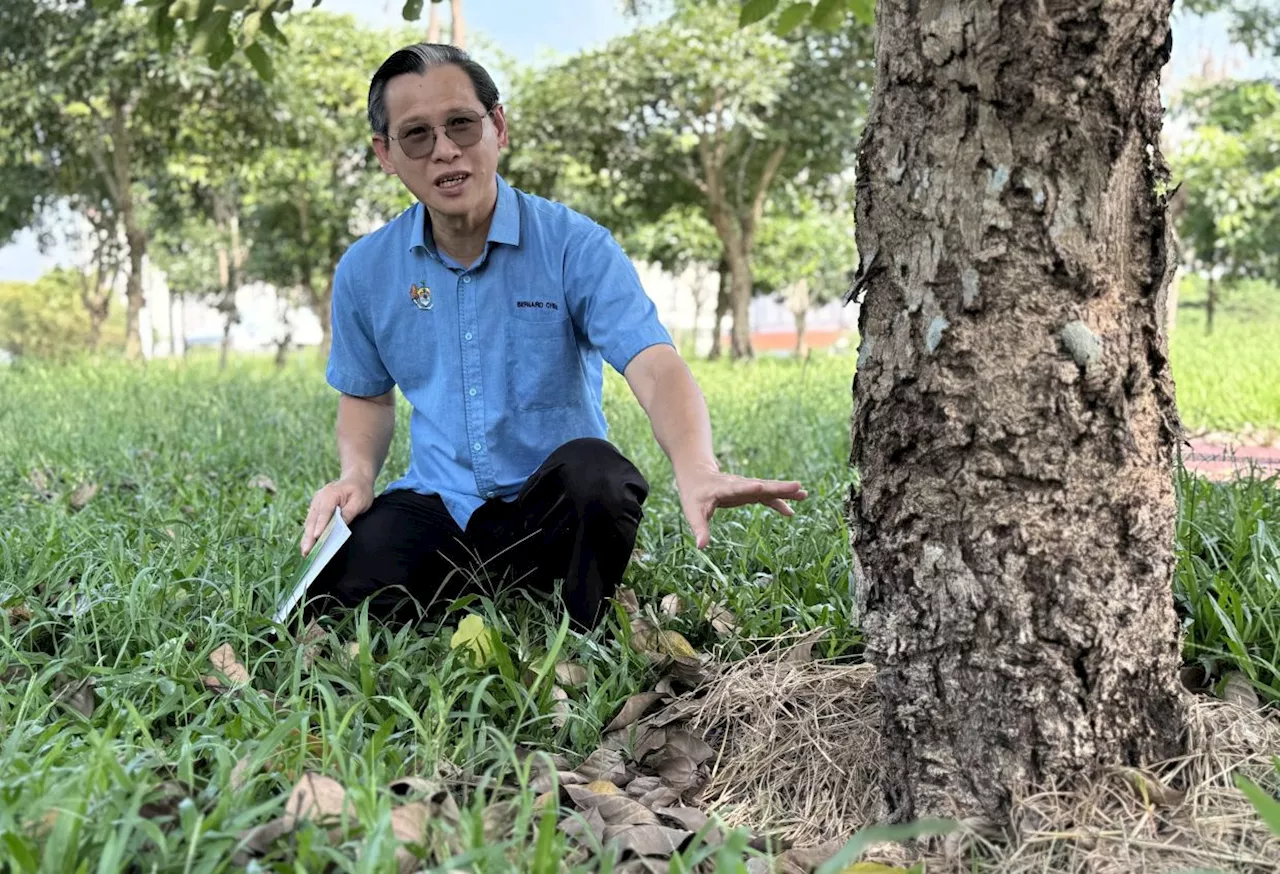 50 Tecoma Trees Found Dead in Sungai Rambai Park, Suspected Poisoning