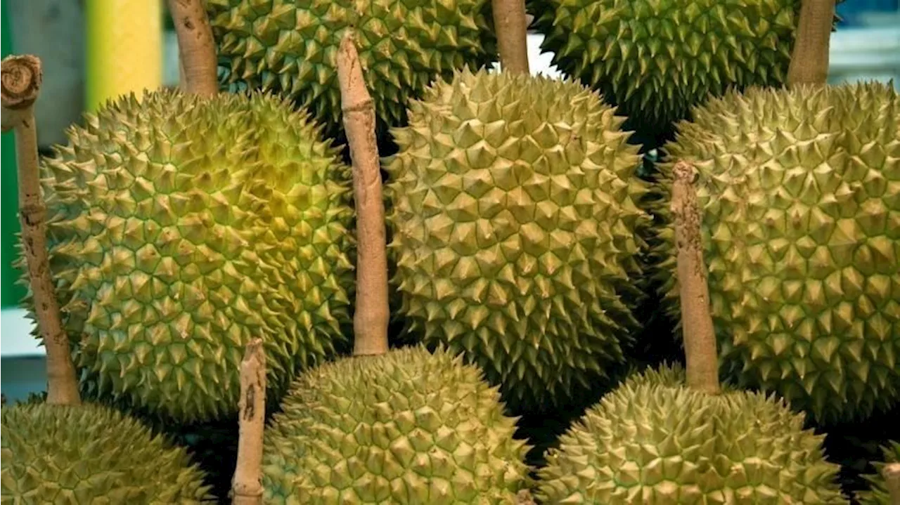 Laos Expands Durian and Macadamia Cultivation for Export