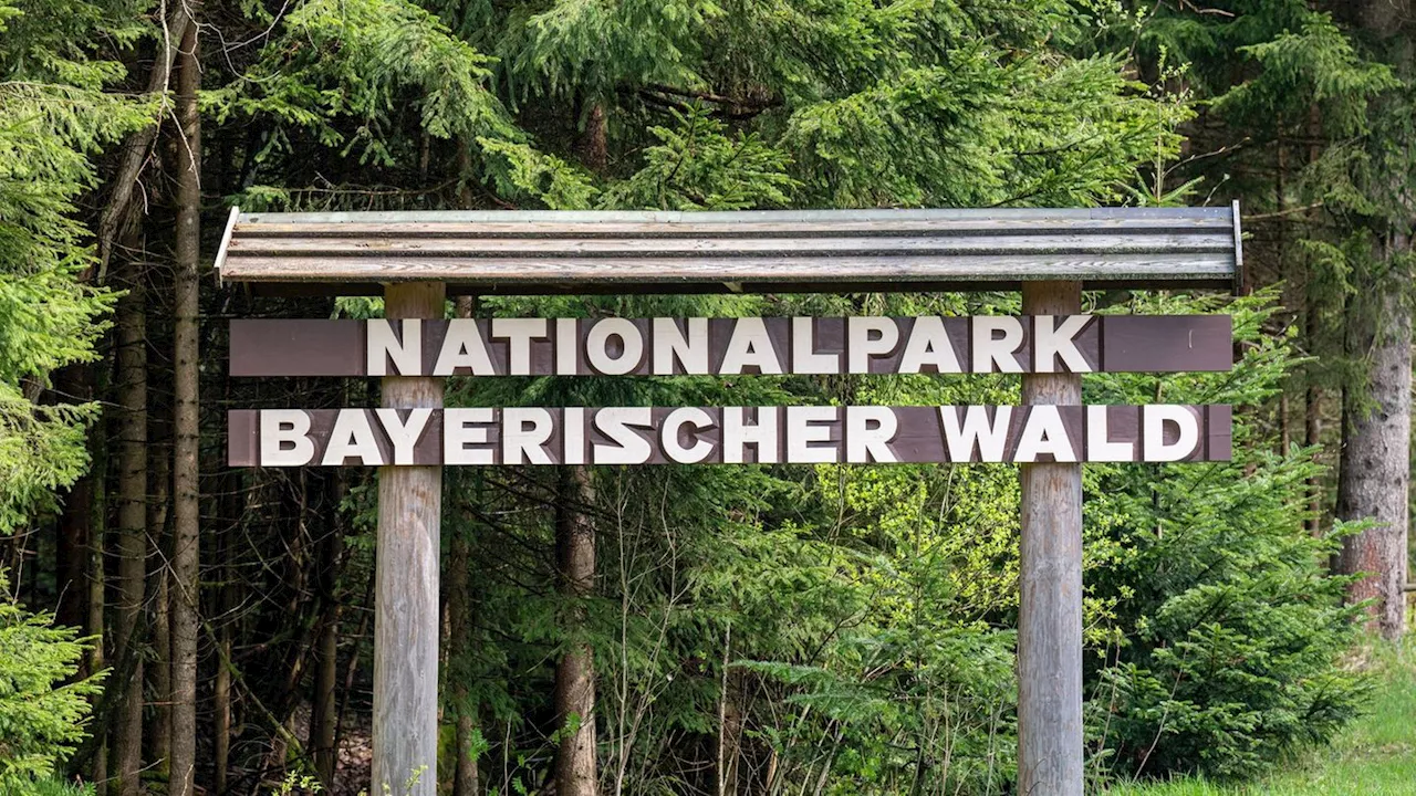 Kein Silvesterfeuerwerk im Nationalpark Bayerischer Wald