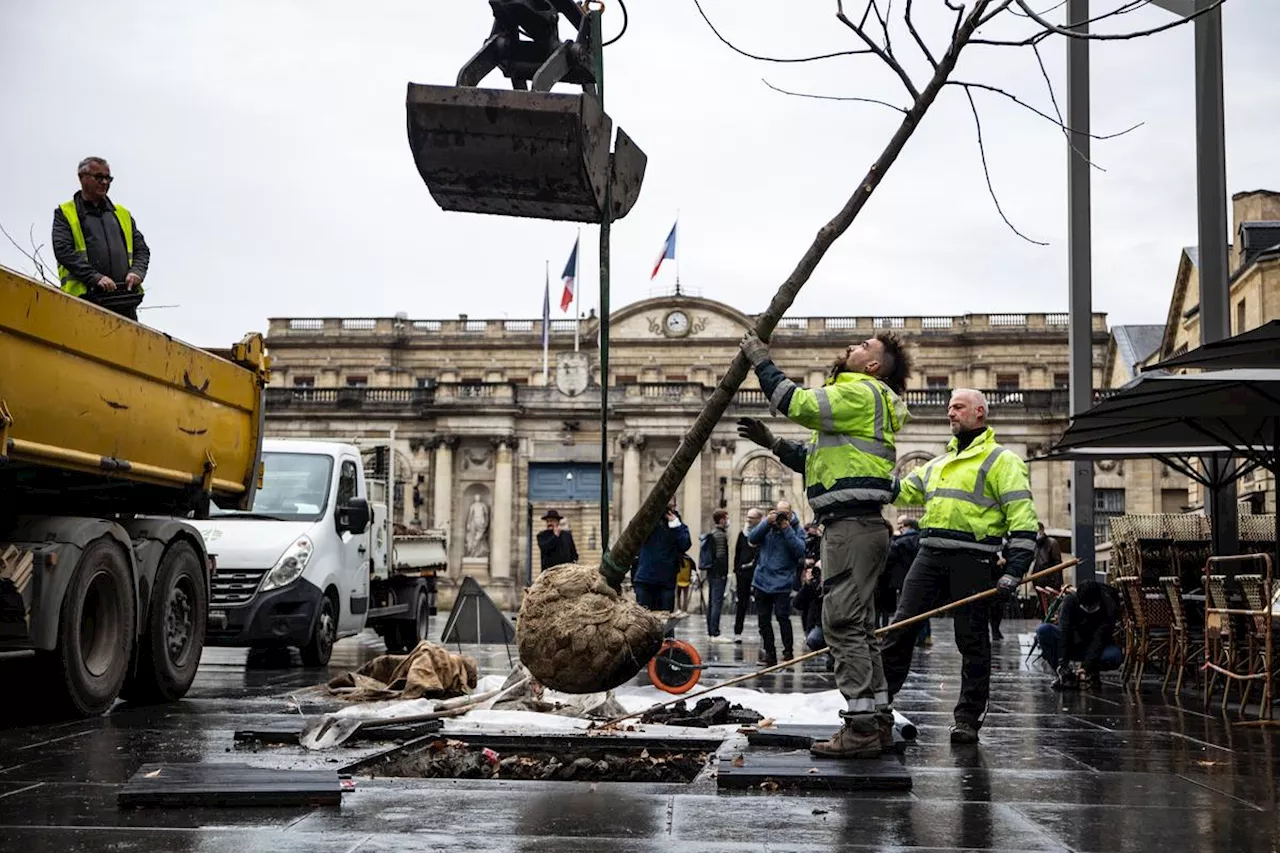 Bordeaux: 1 Million d'Arbres Plantés d'ici 2030