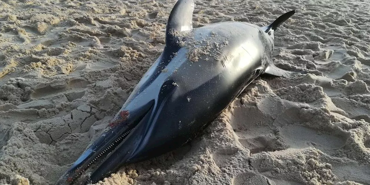 Cap-Ferret : il y a cinq ans, un dauphin échoué est retiré de la plage