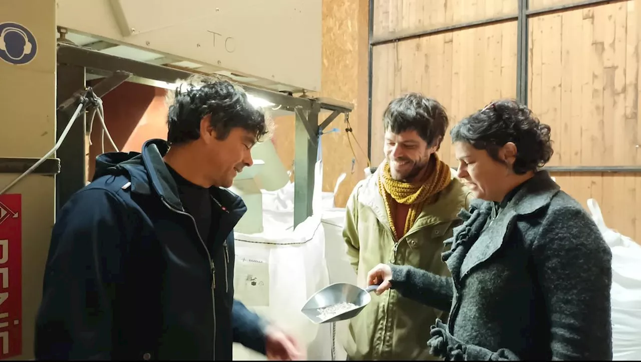 Les agriculteurs du Lot-et-Garonne maintiennent une filière locale de tournesol