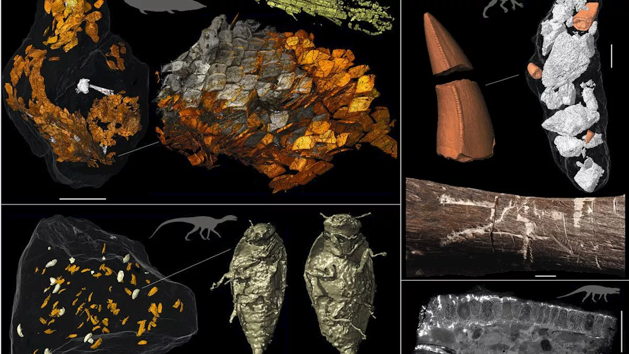 Fossile Avføring Gir Nye Ledetråder Om Dinosauriene