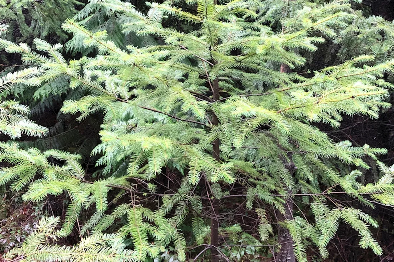 Choosing the Perfect Christmas Tree