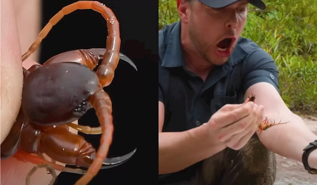 Wildlife Host Tests The Bite Of A Giant Centipede In Borneo