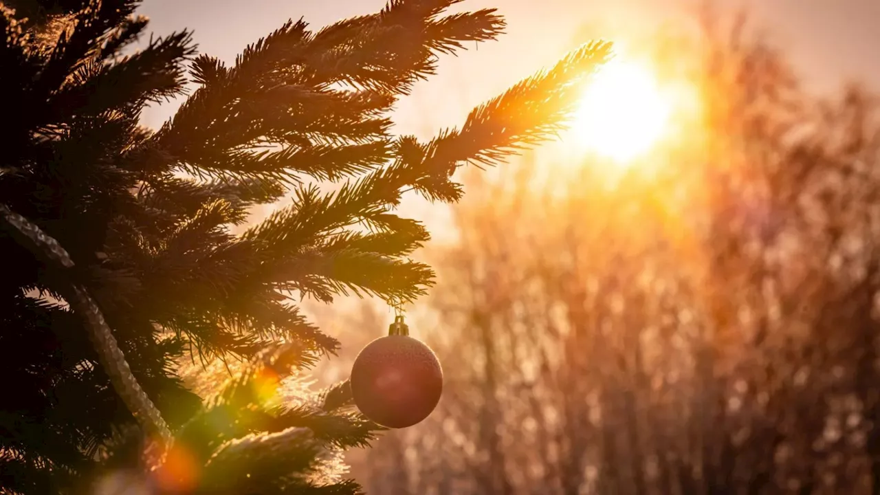 Green Christmas for Brits as Temperatures Soar