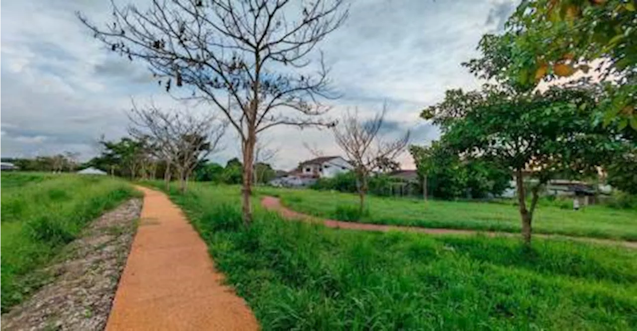 50 Tecoma Trees Found Dead in Sungai Rambai Park, Suspected Poisoning