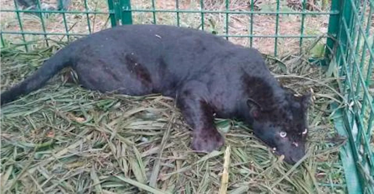 Panther Captured in Kelantan Village, Relocated to Safe Habitat