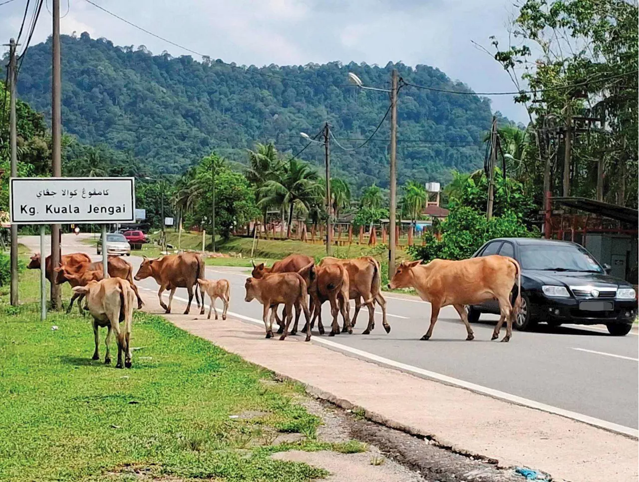 15 tahun hadap isu ternakan berkeliaran