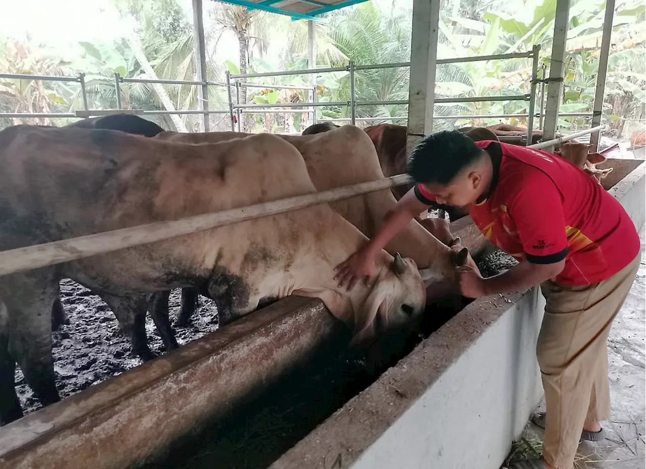 Floods Drive Demand for Cattle from Perak for Aidiladha