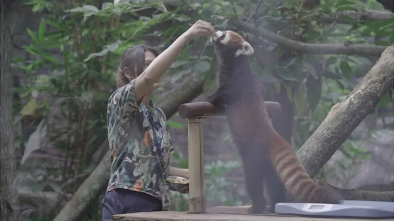 Batu Secret Zoo Terima Red Panda dan Jerapah dari Jepang