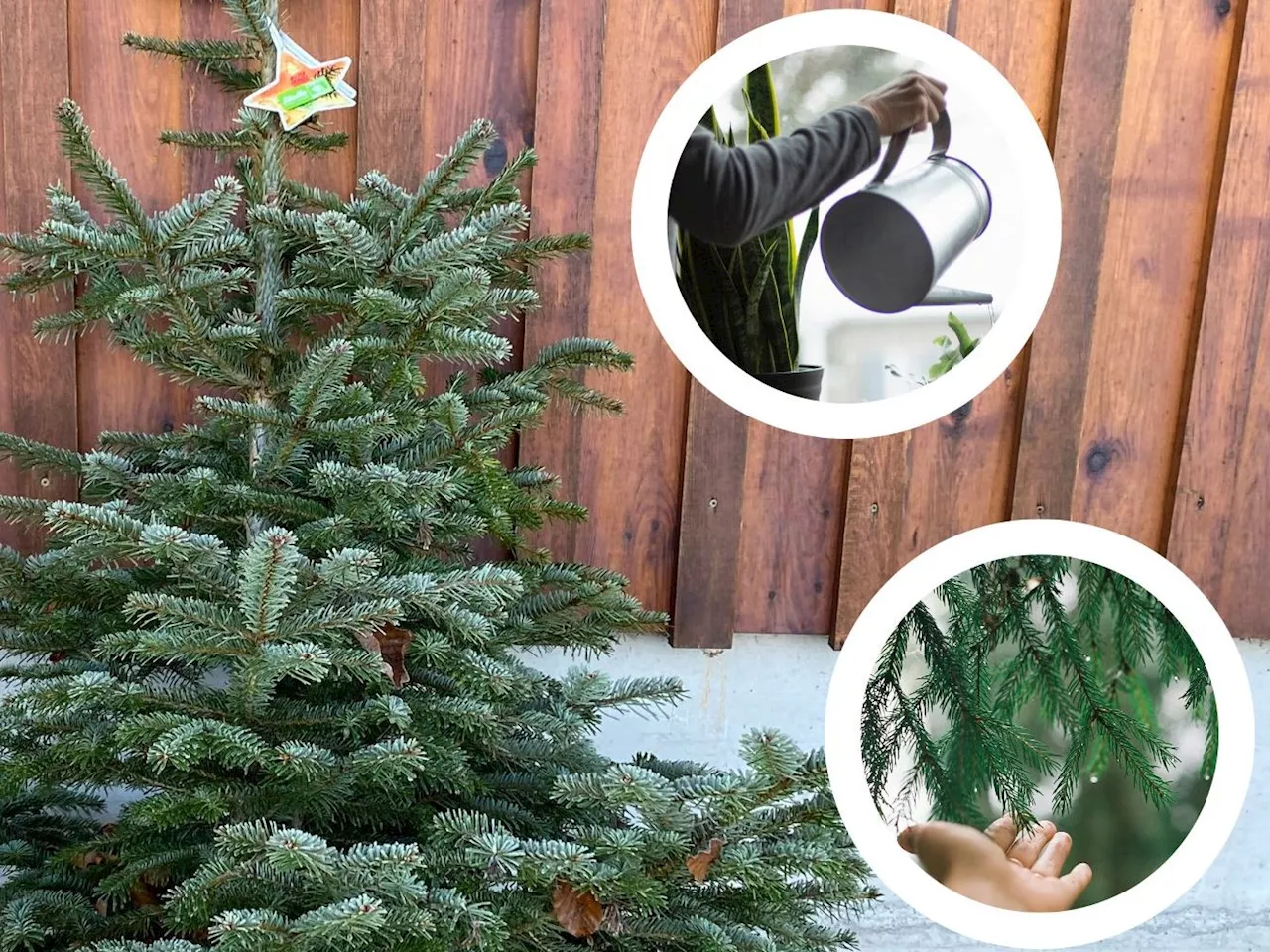 'Evergreen': So bleibt der Christbaum länger frisch