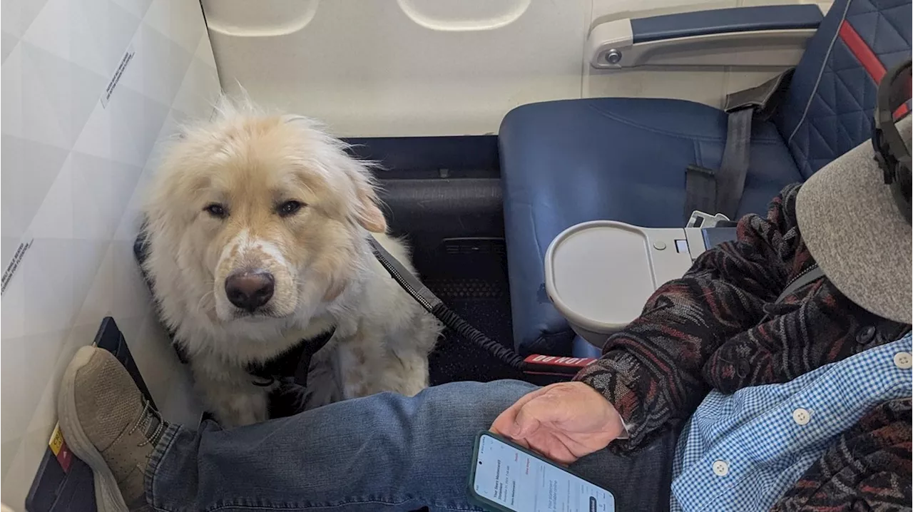 Fluggesellschaft erzürnt Passagier: Hund statt Sitzplatz in der ersten Klasse