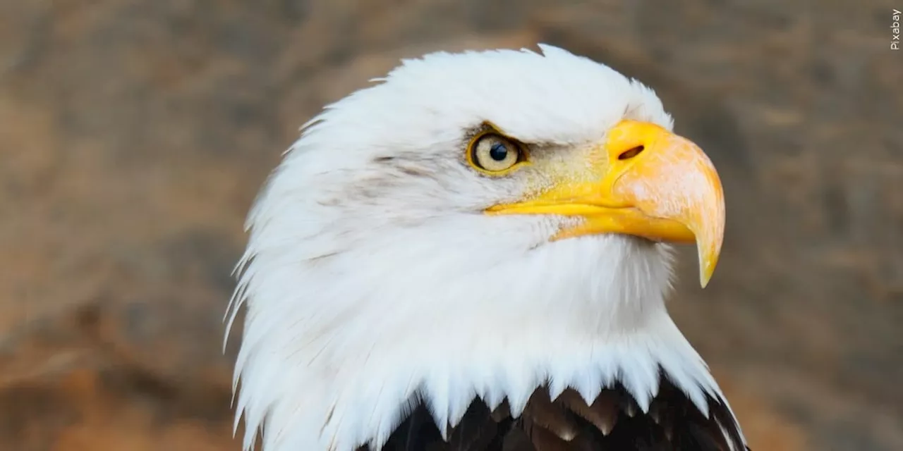 Bald Eagle Officially Becomes the National Bird of the United States