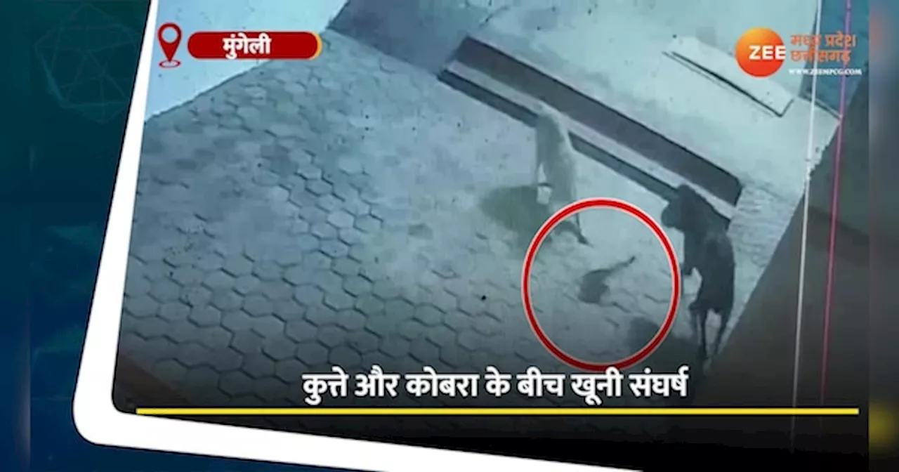 Mungeli Video: मुंगेली में कुत्ते और कोबरा के बीच खतरनाक लड़ाई, पूरी घटना CCTV में कैद