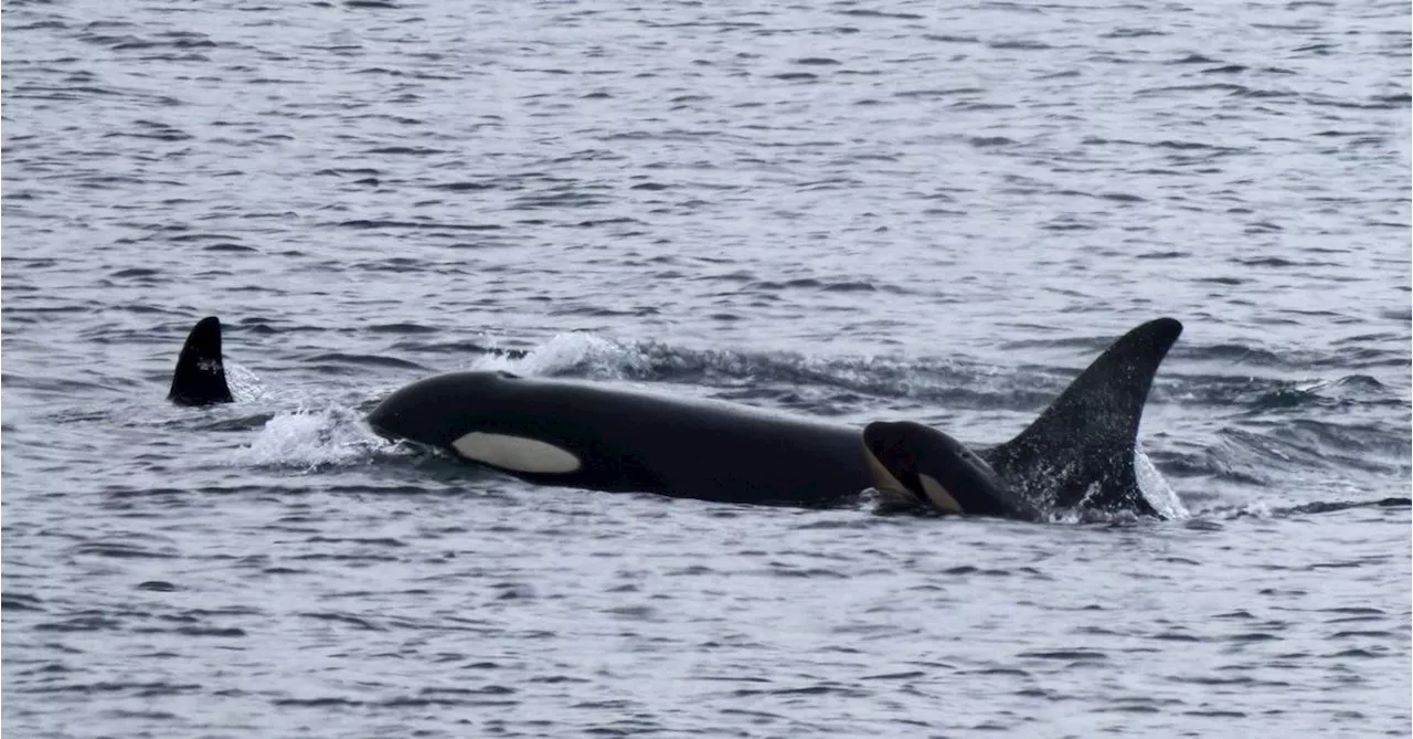 Tahlequah, Orca Who Swam With Dead Calf, Gives Birth to New Baby