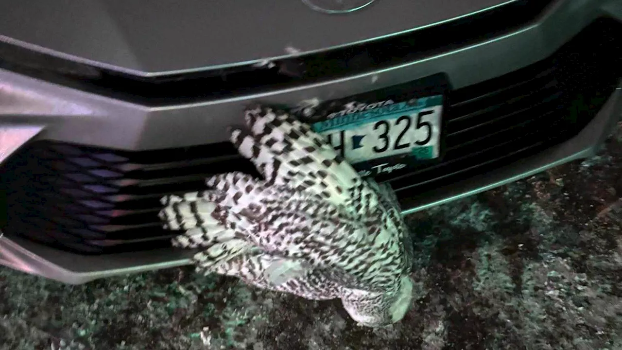 Minnesota Woman Rescues Two Owls in One Day