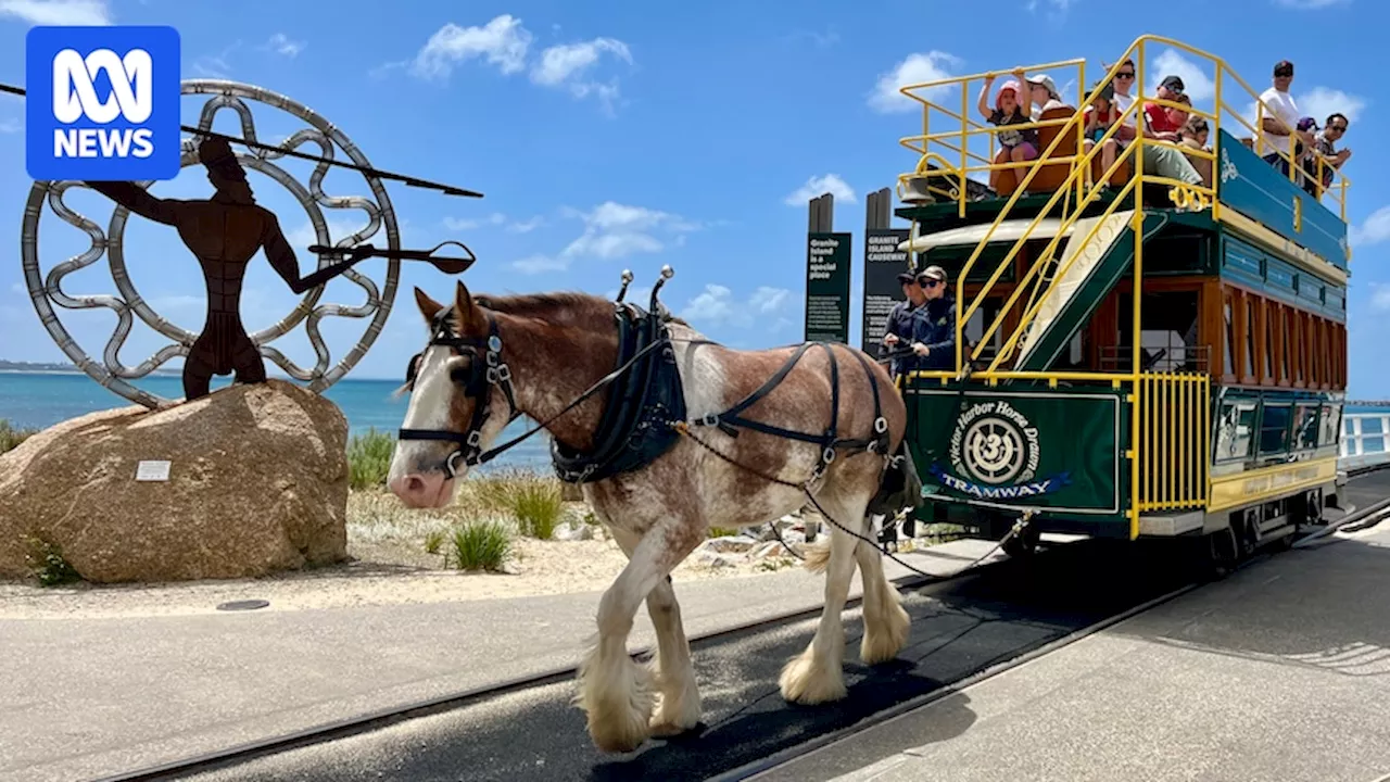 New Trainees Join Victor Harbor Horse-Drawn Tram Team