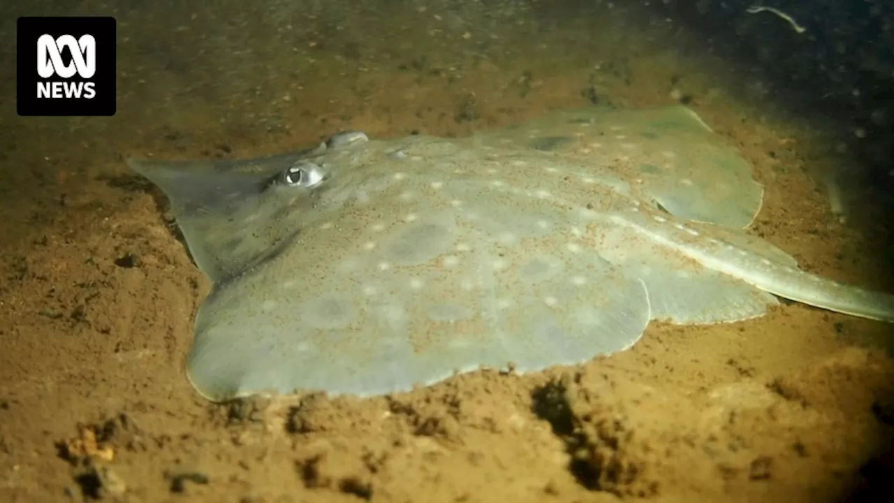 Tasmanian Authorities Delay Critically Endangered Status for Maugean Skate